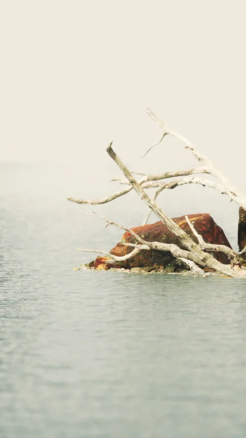 Morning on the lake with dead tree branches near the water Stock Footage 346673108