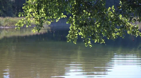 Morning on the lake. Stock Footage 35953255