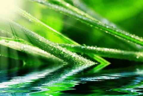 Morning leaf Foto stock