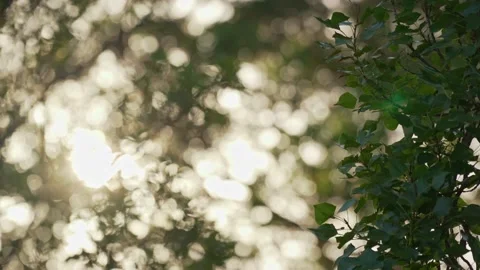 MORNING LIGHT 4K BACKGROUND Stock Footage 195476421