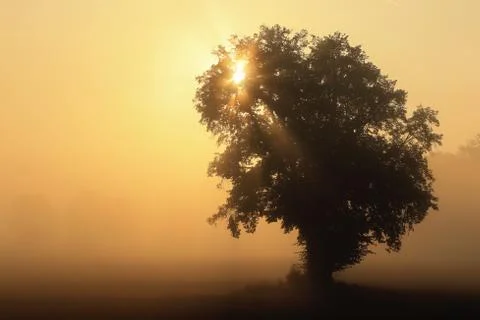 The morning light between the tree Stock Photos
