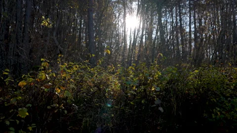Morning Light Breaking Through the Forest Video stock 327971491