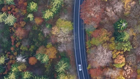 Morning light casts shadows on a forest road, surrounded by autumn leaves, .. Video stock 257423536