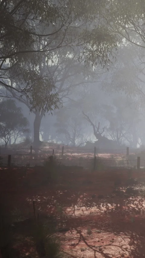 Morning light filters through trees in a misty landscape Stock Footage 340632129