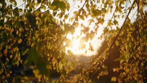 Morning light flaring through tree branches Vídeo Stock 282117552