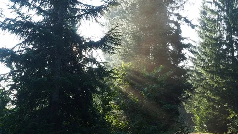 Morning light in the forest Stock Footage 117405733