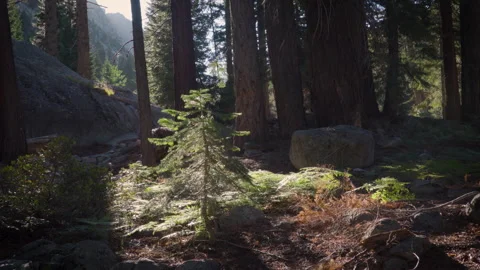 Morning Light in the Forest Stock Footage 251350574