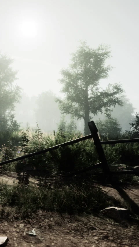 Morning light illuminates a field with trees and broken fence in the fog Stock Footage 338387442