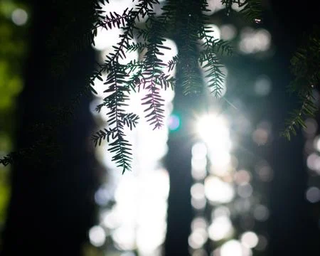 Morning light Stock Photos