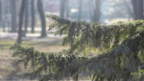 Morning light on pine branches in blurred background\ Stock Photos