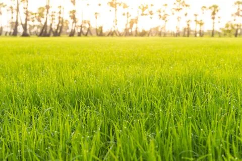 Morning light in the rice field 写真素材