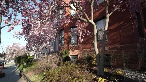 Morning Light Shines on Phillips Collection and Cherry Blossoms Stock Footage 308016062