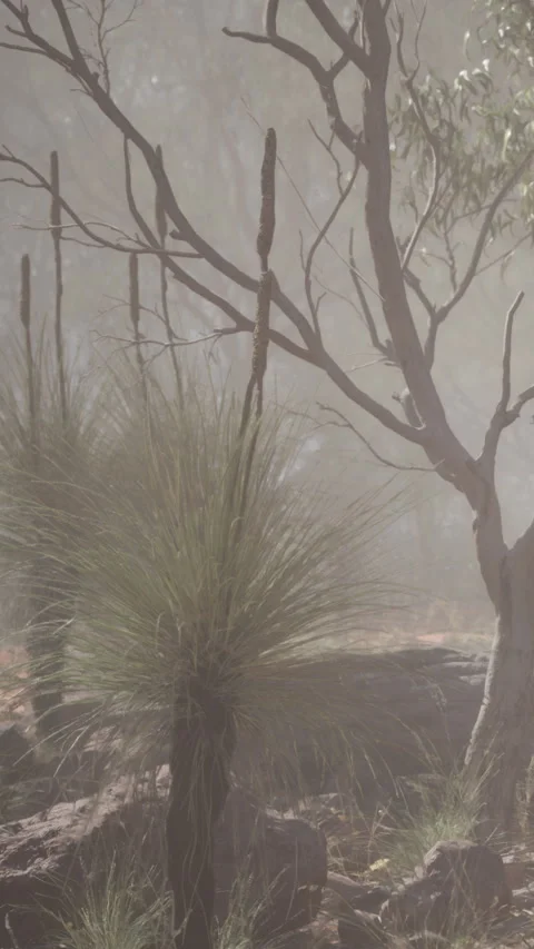 Morning light shines through trees and plants in a foggy forest setting Stock Footage 340638949