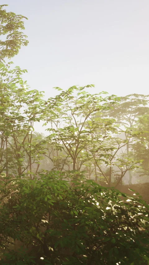 Morning light shines through trees in a forest area near a hillside Stock Footage 340642476