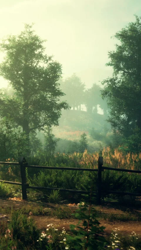 Morning light shines through trees along a rustic path near a fence Stock Footage 341981806