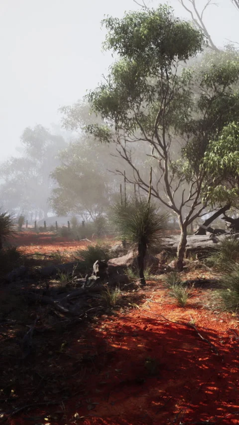 Morning light shines through trees in a misty Australian landscape Stock Footage 342188331