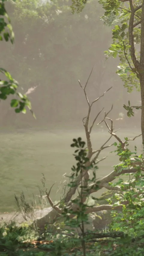 Morning light shines through trees near water in a quiet nature scene Stock Footage 342189930