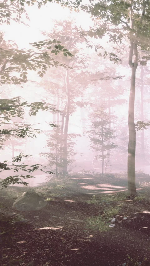 Morning light shines through trees in a forest path Stock Footage 343162546