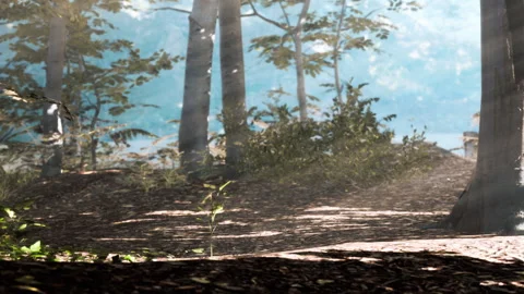 Morning light shines through trees in a forest path Stock Footage 344058873