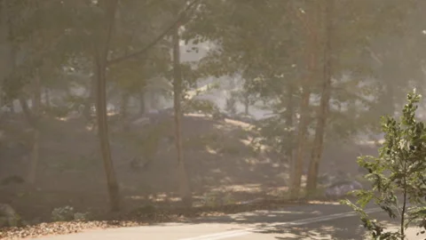 Morning light shines through trees on a quiet wooded path Stock Footage 344175587