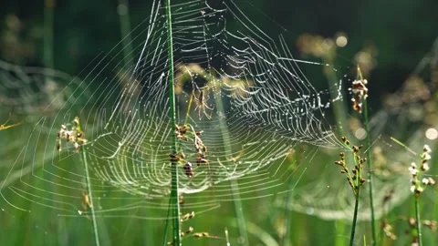 Morning light with a spider in her web Stock Footage 324567703