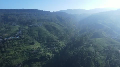 Morning light - tea valley Stock Footage 296930742