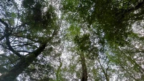 Morning Light Through Tree Cover Stock Footage 248019898