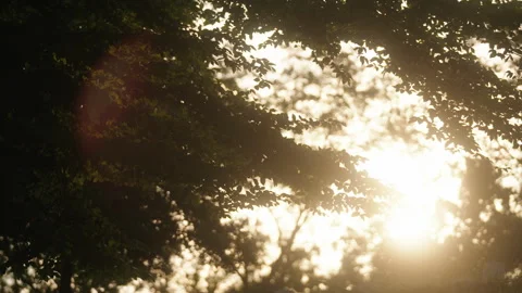 Morning Light through Trees Stock Footage 263143722