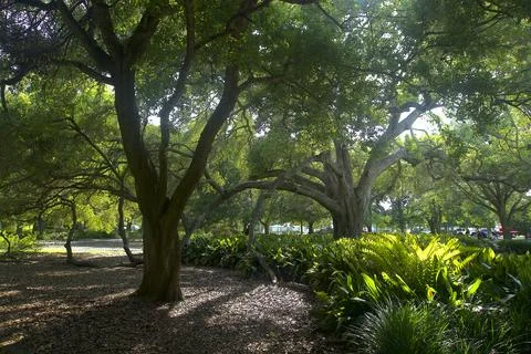 Morning Light Through the Trees Foto stock