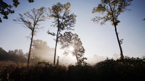 Morning light in trees Video stock 138602185