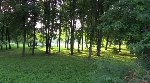 Morning mist forest background Stock Footage 60374792