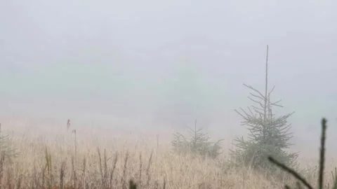 Morning mist in the forest Stock Footage 302885250