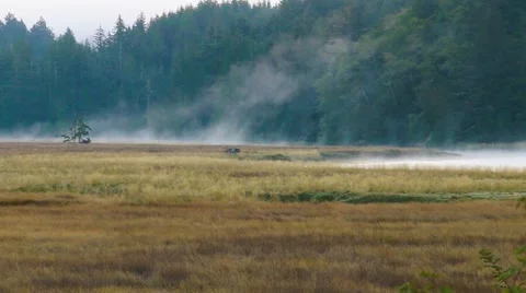Morning mist over meadow with wolf barking Stock Footage 54100571