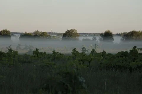 Morning Mist Stock Photos