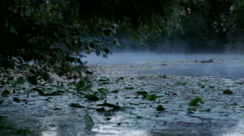 Morning mist on the pond timelapse Video stock 55875632