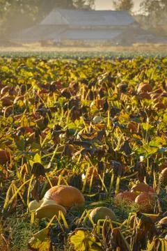 Morning Mist Pumpkin Patch 스톡 사진