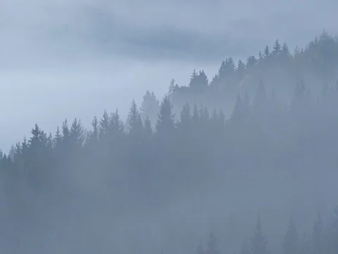 Morning mist rising from the forest Stock-Footage 80761277