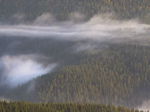 Morning mist rising from the forest Stock-Footage 80761386