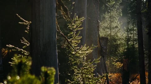 Morning mist in a spruce forest at Šumava, capturing wilderness and tranquility Stock Footage 297392653