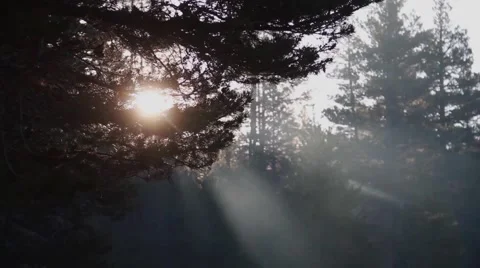 Morning Mist through Trees Video stock 52933475