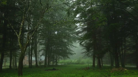 Morning Mist in Woods Timelapse Stock Footage 312705089