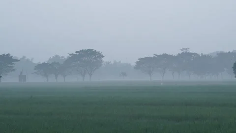 Morning misty Stock Footage 270548908