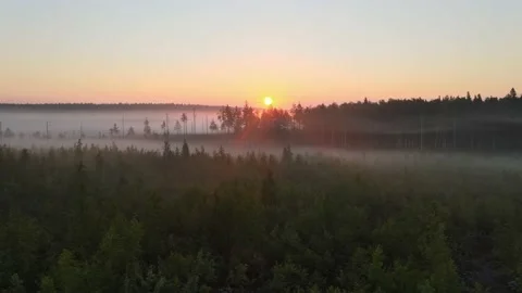 Morning Misty Forest Drone Aerial Stock Footage
