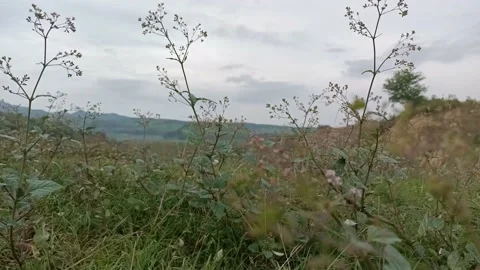 Morning on the mountain Stock Footage 221018874