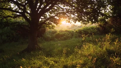Morning by the oak Stock Footage 313787266