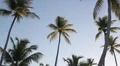 Morning palm trees. HD Footage