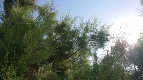 Morning Panoramic View Of Magical Forest Scene With Play Of Sun Through Pine Video stock 230042033