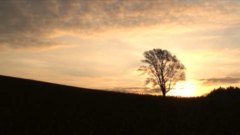The Morning of the Philosophy Tree Stock-Footage 332187181