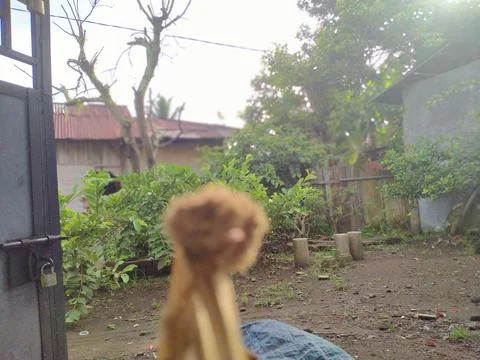 Morning Foto stock