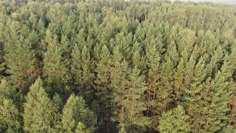 Morning pine forest - Flying Sideways Stock Footage 160246953
